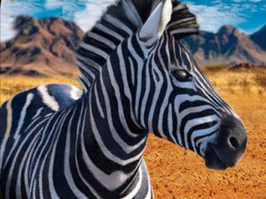 Zebra Spotter Accuracy Trail