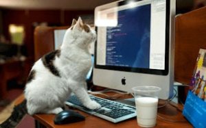 Feline Grid Puzzle Challenge